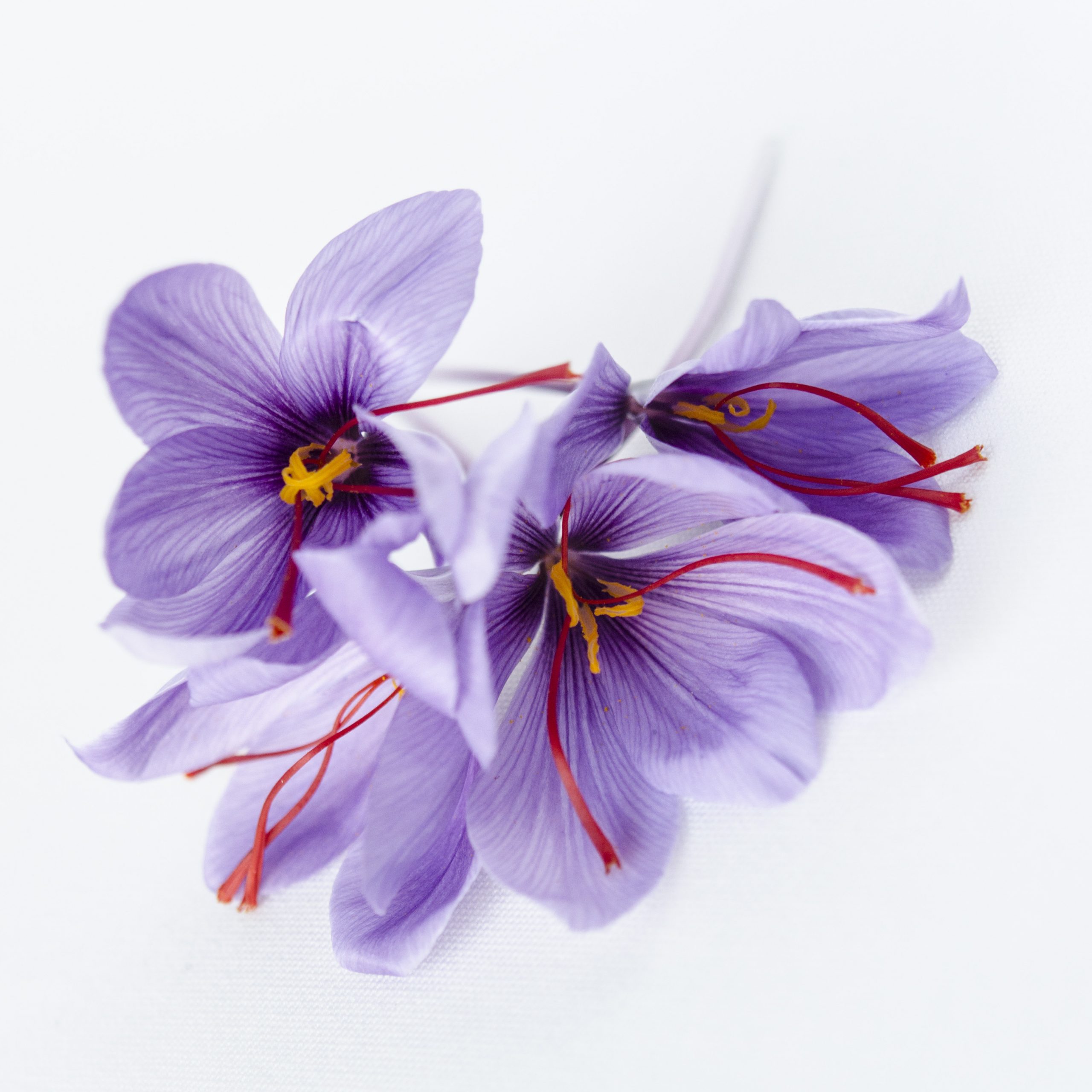 Fleur de safran du quercy extrait dans des produits au safran premium